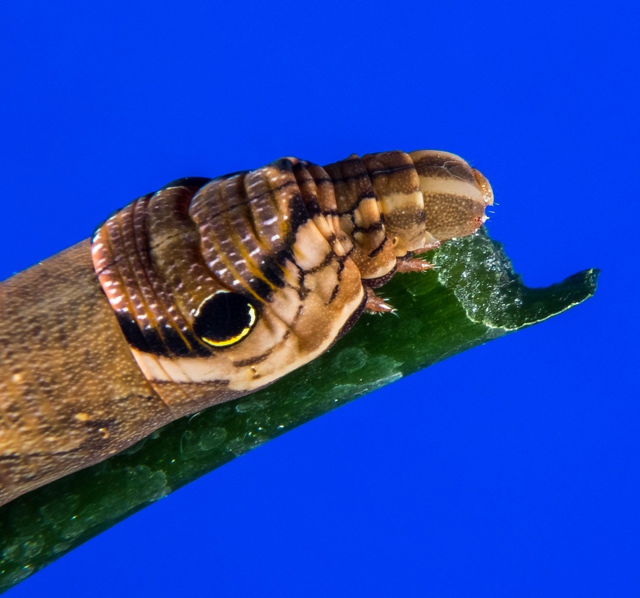 How to Use a Concrete Grinder for Edge Work hero image